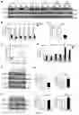 Fig. 02 - Biomarkers of cognitive dysfunction