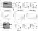 Fig. 07 - Biomarkers of cognitive dysfunction