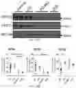 Fig. 45 - Biomarkers of cognitive dysfunction