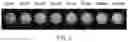 Fig. 04 - Method of detecting biological material, and chemiluminescent indicator used therein