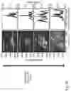 Fig. 09 - Method and system for tuning an output optical pulse