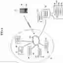 Fig. 07 - Sensory allegiance