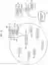 Fig. 12 - Sensory allegiance