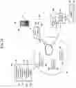 Fig. 13 - Sensory allegiance