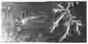 Fig. 01 - Dendritic structures and tags