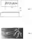 Fig. 02 - Dendritic structures and tags