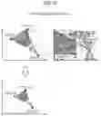 Fig. 09 - Biological image presentation device, biological image presentation method, program, and biological image presentation system