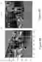 Fig. 07 - Learning data augmentation strategies for object detection