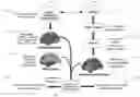 Fig. 01 - Methods and systems for computer-generated predictive application of neuroimaging and gene expression mapping data