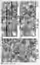 Fig. 06 - Volume scanning electron microscopy of serial thick tissue sections with gas cluster milling