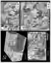 Fig. 07 - Volume scanning electron microscopy of serial thick tissue sections with gas cluster milling