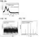 Fig. 08 - Wiring layer and manufacturing method therefor