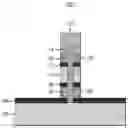 Fig. 01 - Vertical transport field effect transistor on silicon with defined junctions