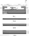 Fig. 06 - Asymmetrical blocking bidirectional gallium nitride switch
