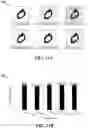Fig. 12 - Method and apparatus for generating a cover image for steganography
