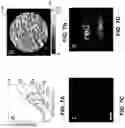 Fig. 09 - Multi-wavelength phase mask