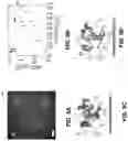 Fig. 12 - Multi-wavelength phase mask