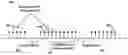 Fig. 01 - Multi-cell signals in OFDM wireless networks