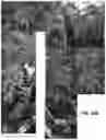 Fig. 30 - PLANT LABELING SYSTEM AND GARDEN TOOLS