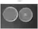 Fig. 06 - Antimicrobial compositions and related methods of use