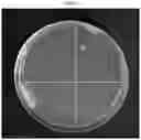 Fig. 07 - Antimicrobial compositions and related methods of use