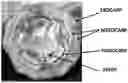 Fig. 01 - COMPOSITIONS FROM CACAO PERICARP AND METHODS OF PRODUCING AND USING THEM