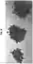 Fig. 07 - Fruit and/or vegetable snack product and methods of production and use therof