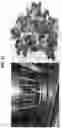 Fig. 09 - Fruit and/or vegetable snack product and methods of production and use therof