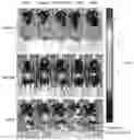 Fig. 01 - Methods For Inducing Adipocyte Browning, Improving Metabolic Flexibility, And Reducing Detrimental White Adipose Tissue Deposition And Dysfunction