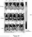 Fig. 02 - Methods For Inducing Adipocyte Browning, Improving Metabolic Flexibility, And Reducing Detrimental White Adipose Tissue Deposition And Dysfunction
