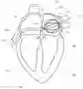 Fig. 01 - Systems, devices, components and methods for detecting the locations of sources of cardiac rhythm disorders in a patient's heart and classifying same