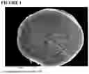 Fig. 02 - Devices and methods for nerve regeneration
