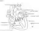 Fig. 04 - ARTIFICIAL HEART VALVE