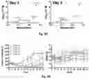 Fig. 06 - Hyperstabilized liposomes increase targeting of mitotic cells