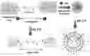 Fig. 01 - Expansile crosslinked polymersome for pH-sensitive delivery of anticancer drugs