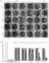 Fig. 01 - Pharmaceutical composition containing sulglycotide or pharmaceutically acceptable salt thereof for preventing or treating dry eye
