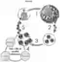 Fig. 94 - Processes for production of tumor infiltrating lymphocytes and uses of same in immunotherapy