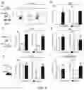 Fig. 07 - METHODS OF TREATING DISEASES ASSOCIATED WITH ILC2 CELLS