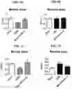 Fig. 02 - METHODS FOR THE PREVENTION OR TREATMENT OF LEFT VENTRICLE REMODELING