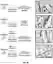 Fig. 07 - Compositions and methods relating to myomaker-induced muscle cell fusion