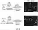 Fig. 09 - Compositions and methods relating to myomaker-induced muscle cell fusion