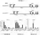 Fig. 02 - METHODS FOR TREATING METABOLIC DISORDERS USING FGF