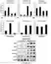 Fig. 04 - METHODS FOR TREATING METABOLIC DISORDERS USING FGF