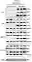 Fig. 07 - METHODS FOR TREATING METABOLIC DISORDERS USING FGF