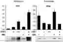 Fig. 08 - METHODS FOR TREATING METABOLIC DISORDERS USING FGF