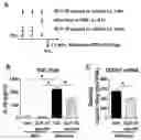 Fig. 01 - GLP-1R agonists and uses thereof