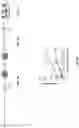 Fig. 02 - Antigen-adjuvant coupling reagents and methods of use