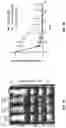 Fig. 08 - Antigen-adjuvant coupling reagents and methods of use