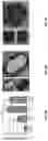 Fig. 09 - Antigen-adjuvant coupling reagents and methods of use