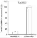Fig. 01 - Compositions and methods for treatment of enterovirus infection